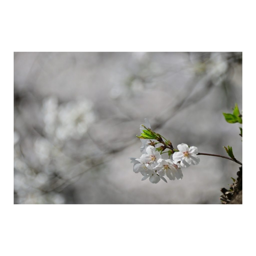 立川の桜